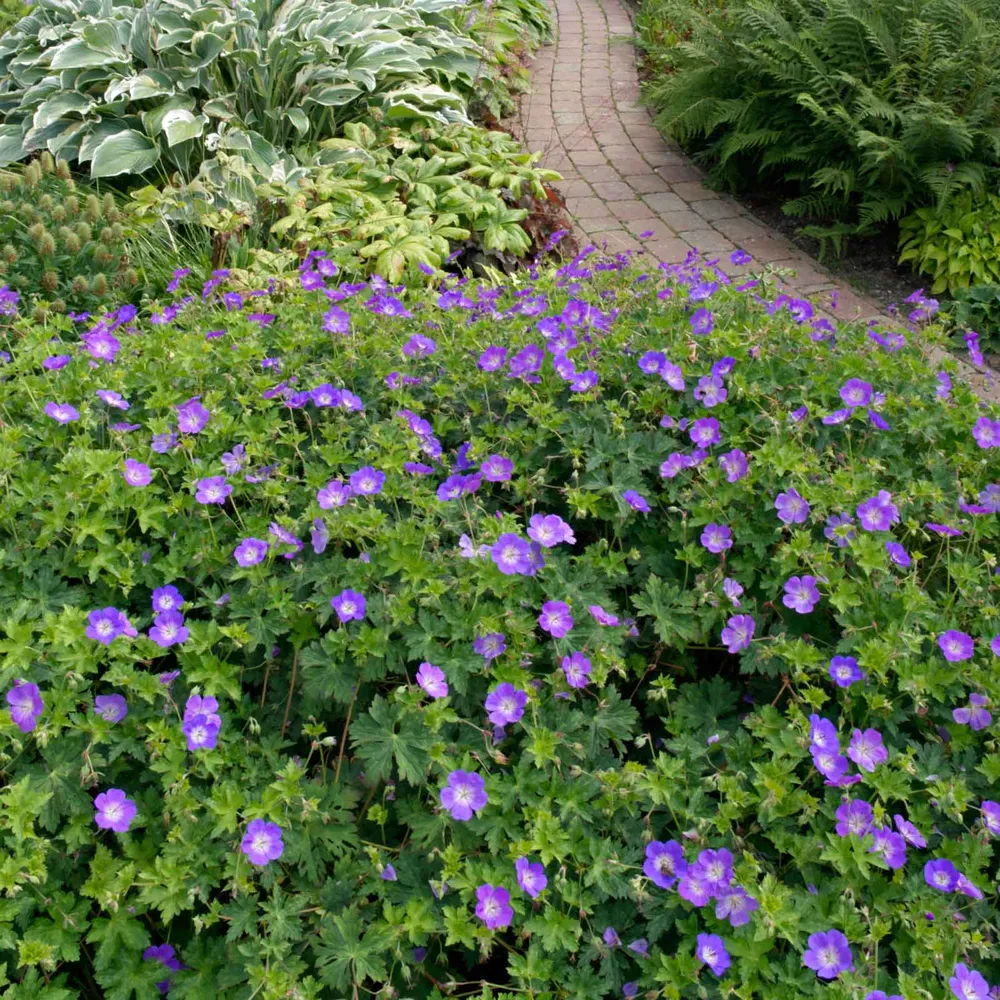 VEGSOW Geranium Rozanne Bare Roots - Hardy Perennial Flowering Plant