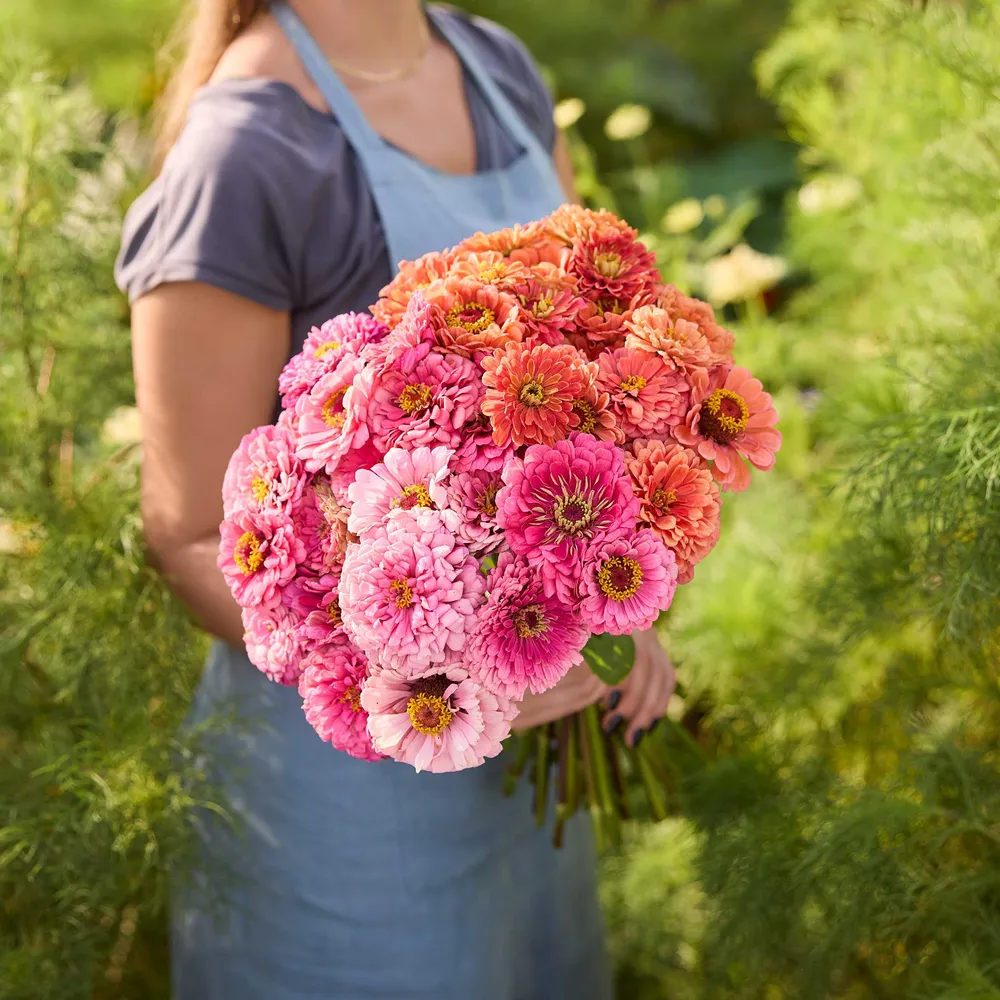 VEGSOW Benary's Giant Zinnia Seeds - Pink & Coral Bundle