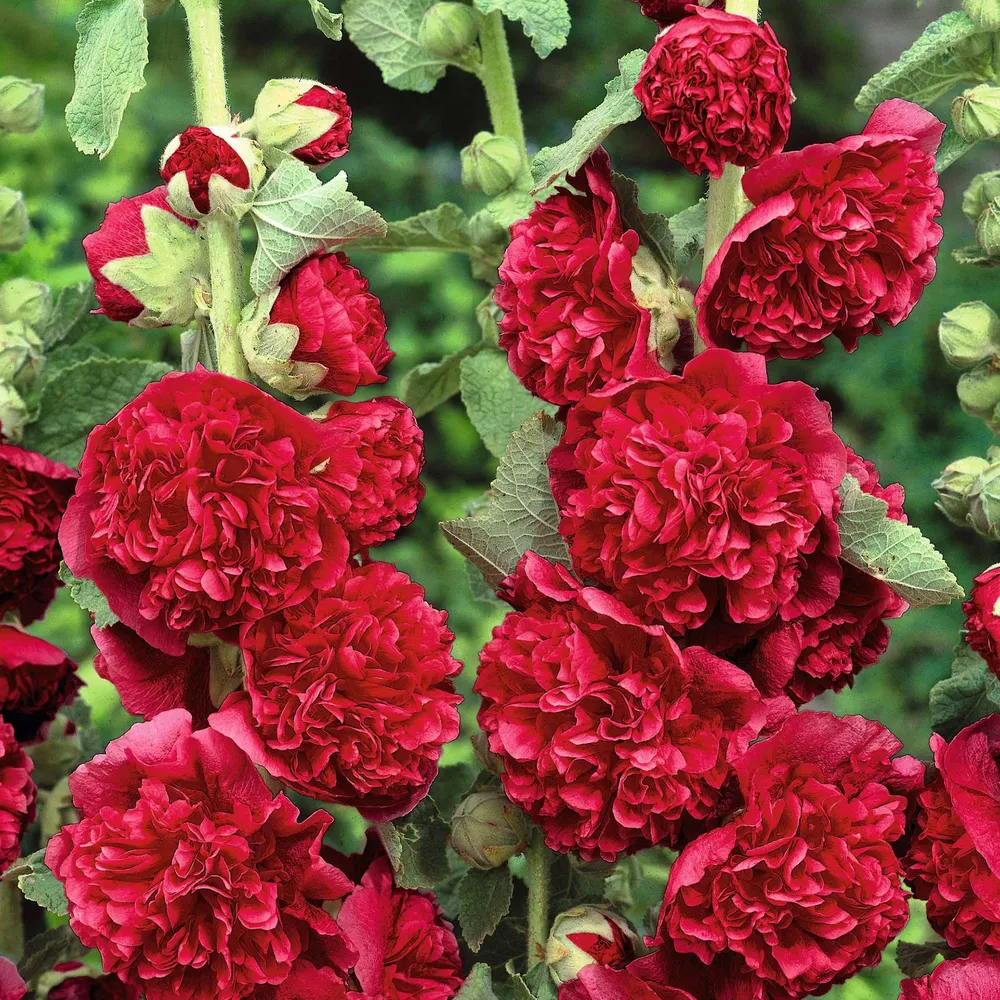 VEGSOW Chaters Double Red Hollyhock Seeds - Tall Heirloom Flowering Plants