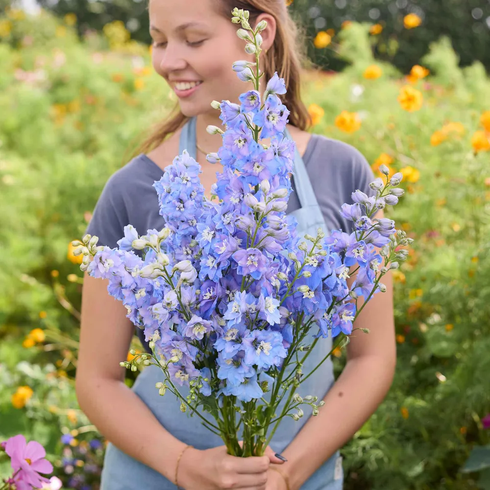 VEGSOW Delphinium Seeds - Magic Fountains Sky Blue White Bee