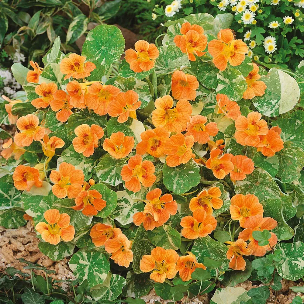 VEGSOW Alaska Salmon Nasturtium Seeds - Heirloom Flower Seeds