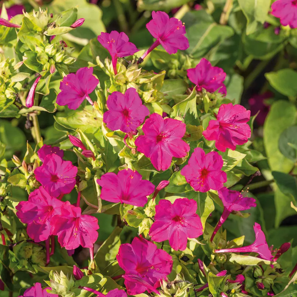 VEGSOW Four O'Clock Seeds - Pink Mirabilis Jalapa Flower Seeds