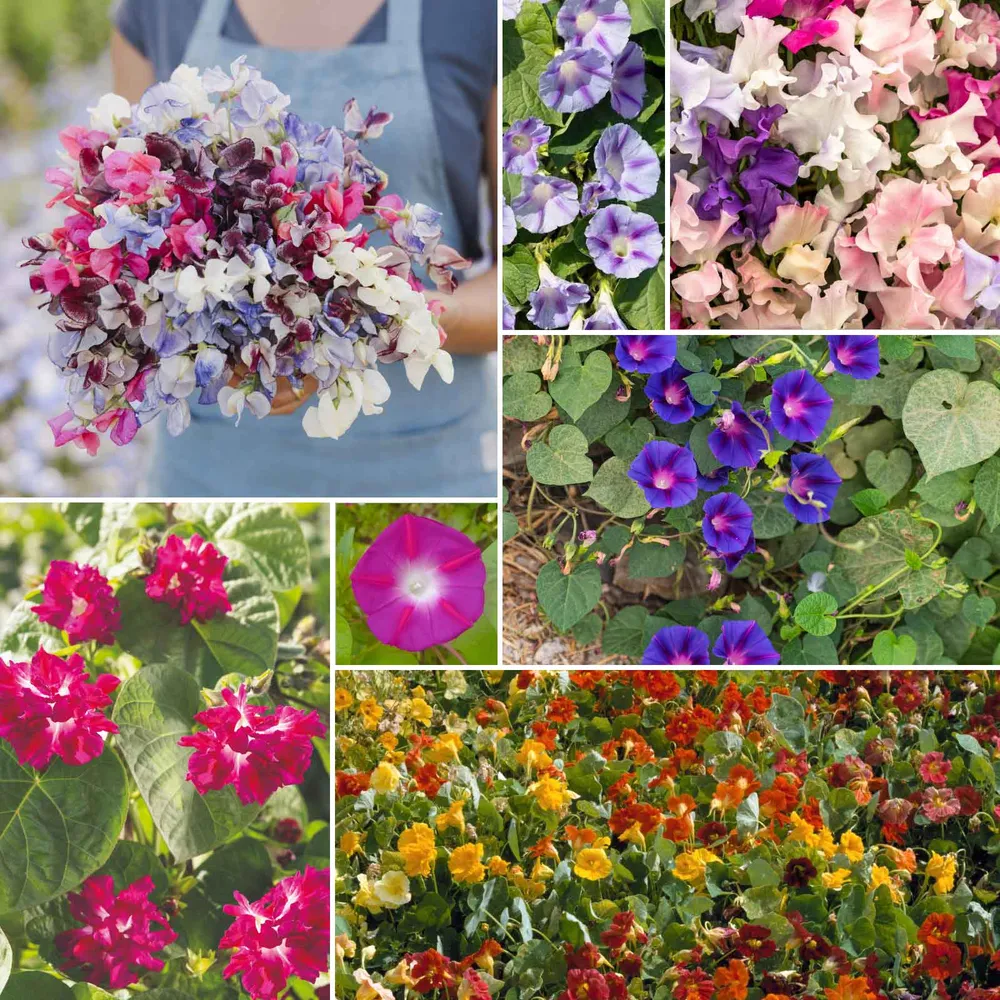 VEGSOW Colorful Climbers - Climbing Flower Seed Mix