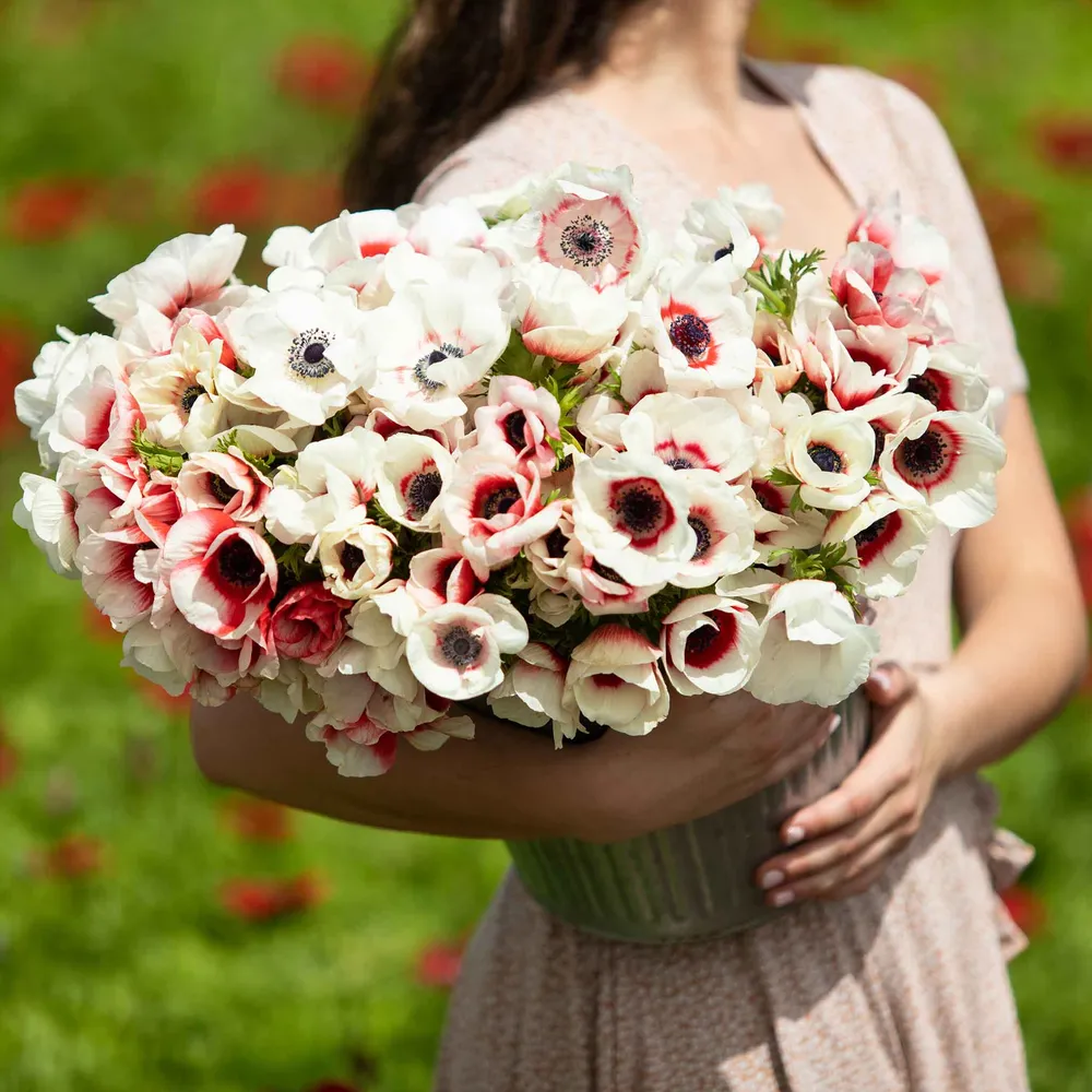 VEGSOW Rainbow Red-White Anemone Bulbs - Spring Flowering Perennial Bulbs