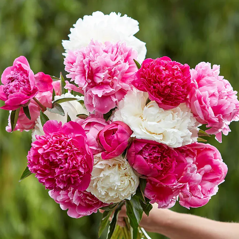 Peony Roots - Jumbo Mix Perennial Flower Bulbs