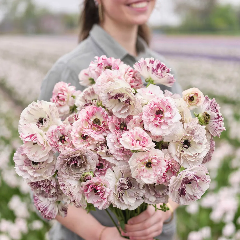 Ranunculus Bundle - Cesar & Galthie Flower Corms