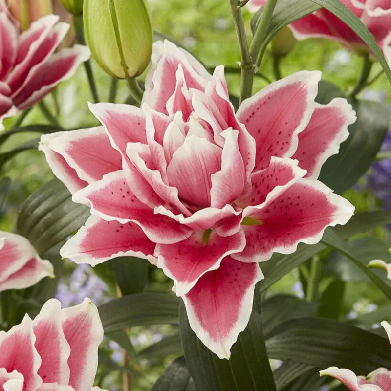 VEGSOW Roselily Bulbs - Samantha Fragrant Double Oriental Lily