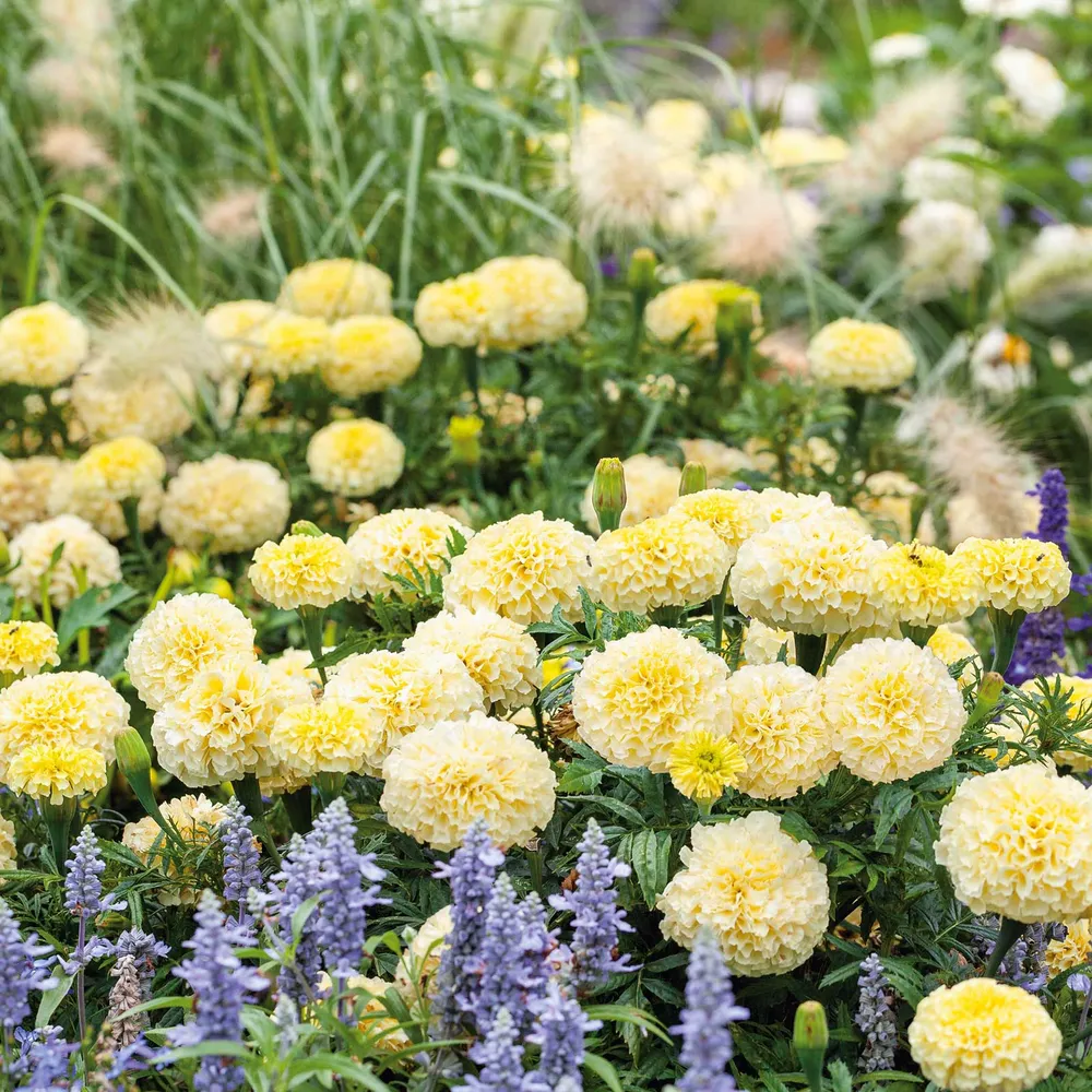 VEGSOW African Marigold Seeds - Moonlight Variety