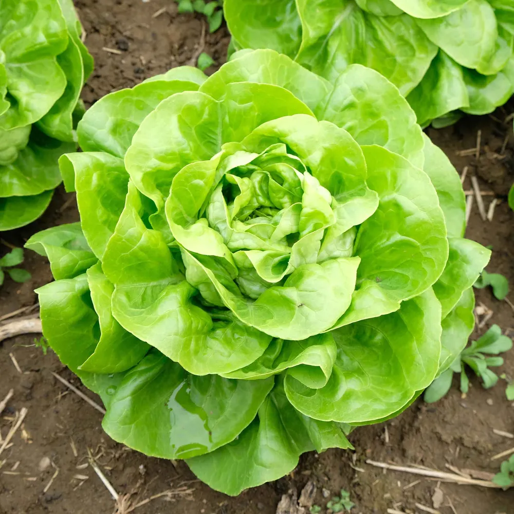 VEGSOW White Boston Lettuce Seeds - Heirloom Vegetable Seeds for Home Gardening