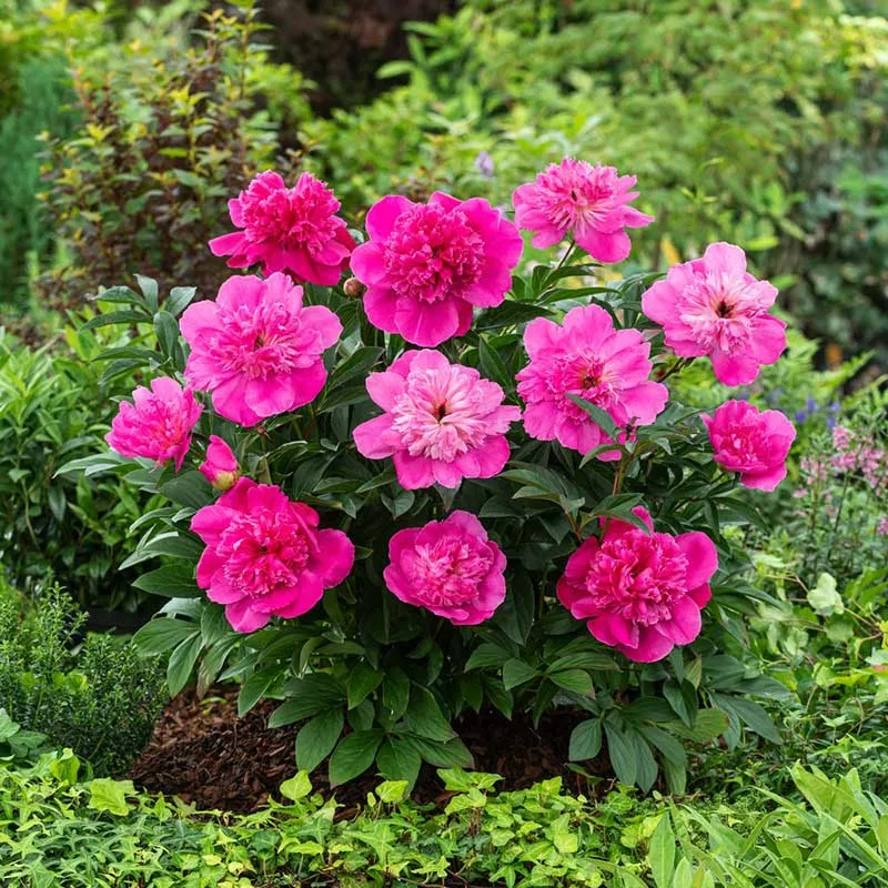 VEGSOW Peony Roots - Patio Peony Rome