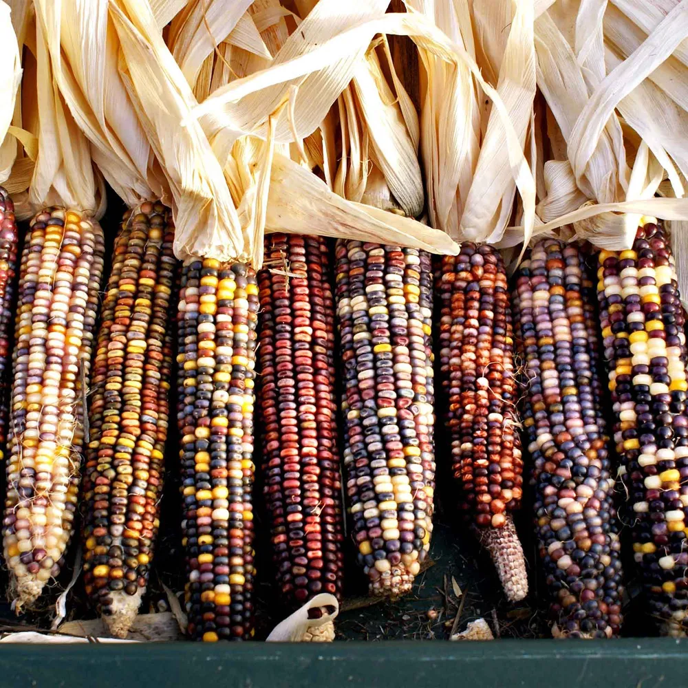 VEGSOW Rainbow Mix Corn Seeds - Heirloom Vegetable Seeds for Home Gardening