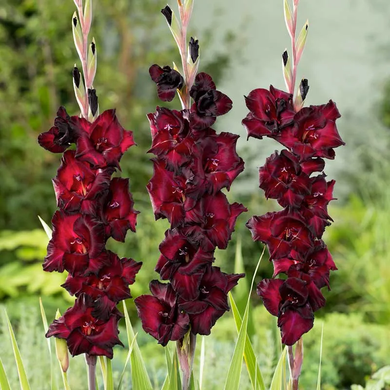 VEGSOW Gladiolus Flower Bulbs - Espresso