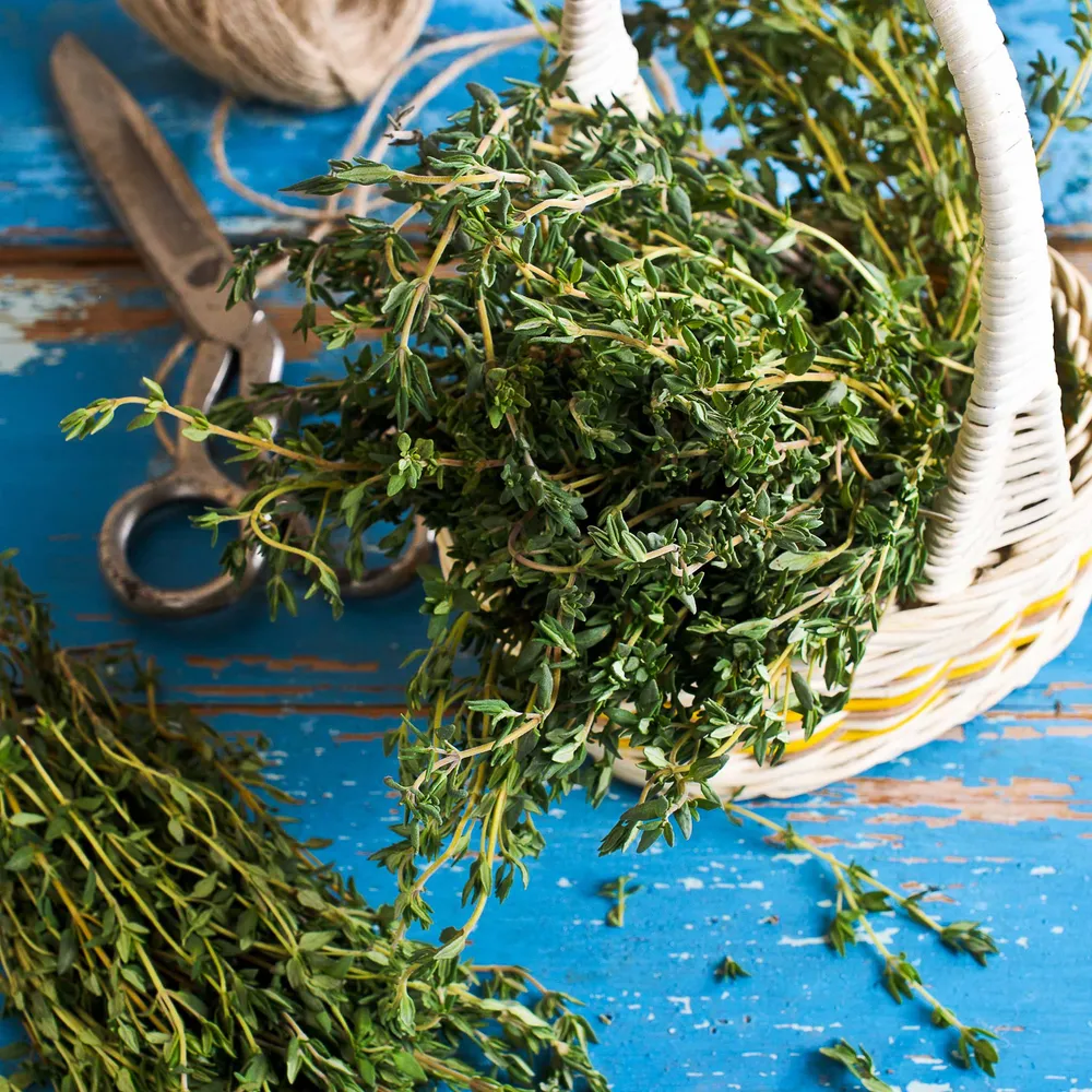 VEGSOW Organic Thyme Seeds - Non-GMO Heirloom Herb Seeds for Culinary and Garden Use