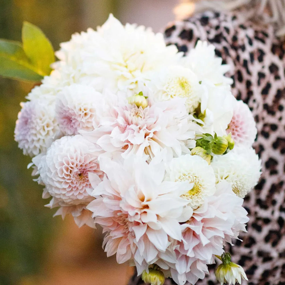 VEGSOW Cafe con Leche Dahlia Tubers - Garden Flower Bulbs