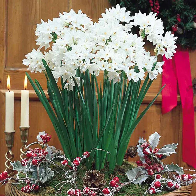 VEGSOW Paperwhite Narcissus Bulbs - Ziva Variety