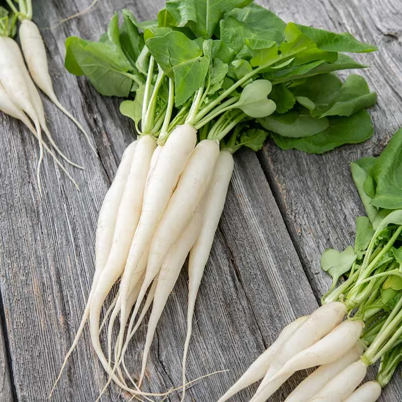 VEGSOW White Icicle Radish Seeds - Heirloom Vegetable Seeds