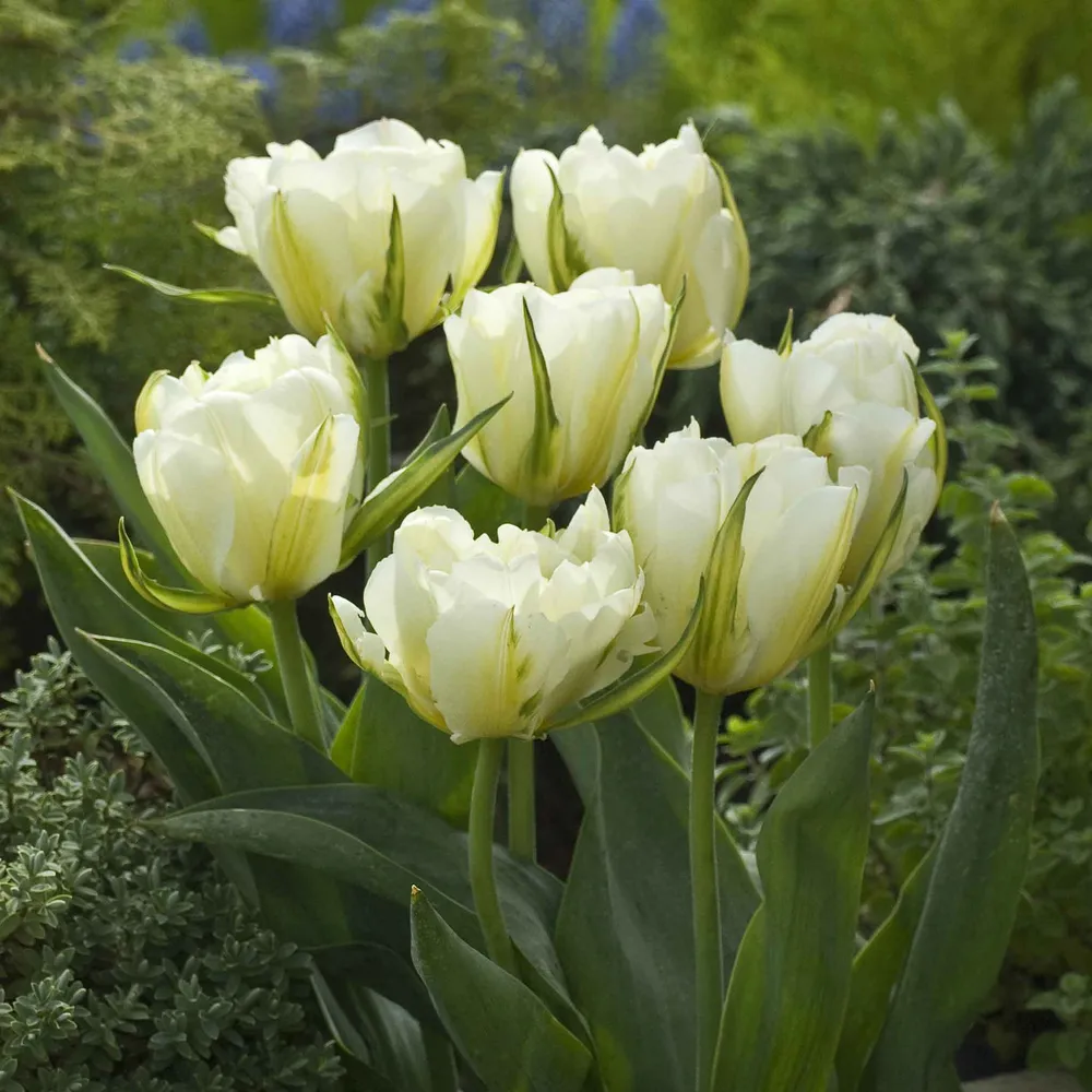 VEGSOW Exotic Emperor Tulip Bulbs - Perennial Spring-Blooming Flower Bulbs