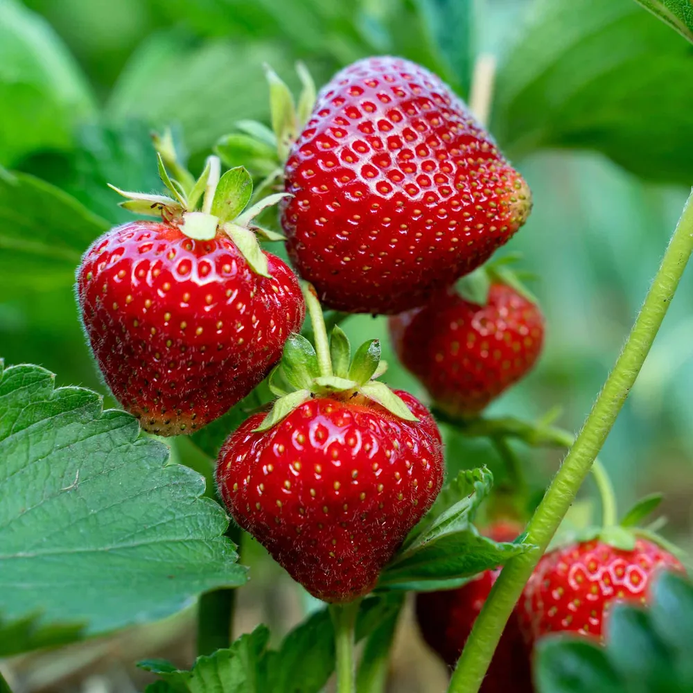 VEGSOW Chandler Junebearing Strawberry Seeds for Home Gardening