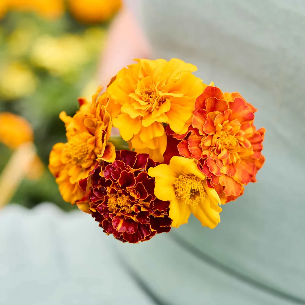 VEGSOW French Marigold Seeds - Bonita Mix