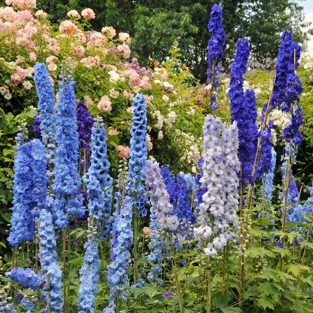 VEGSOW Delphinium Seeds - Blue Mix Perennial Flower Seeds