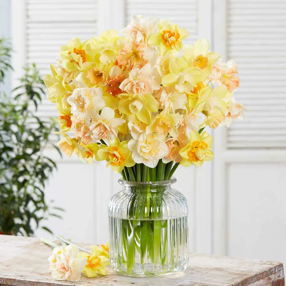VEGSOW Citrus Sorbet Mix Daffodil Bulbs - Spring Flowering Perennial Narcissus