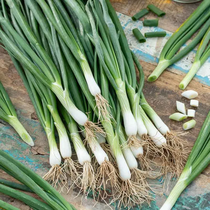 VEGSOW White Lisbon Bunching Onion Seeds - Heirloom Vegetable Seeds for Home Gardens