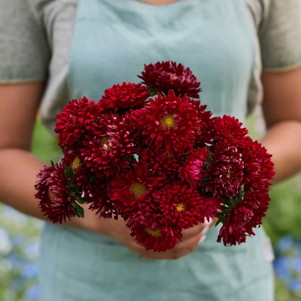 VEGSOW Matsumoto Scarlet China Aster Seeds - Vibrant Red Annual Flower Seeds