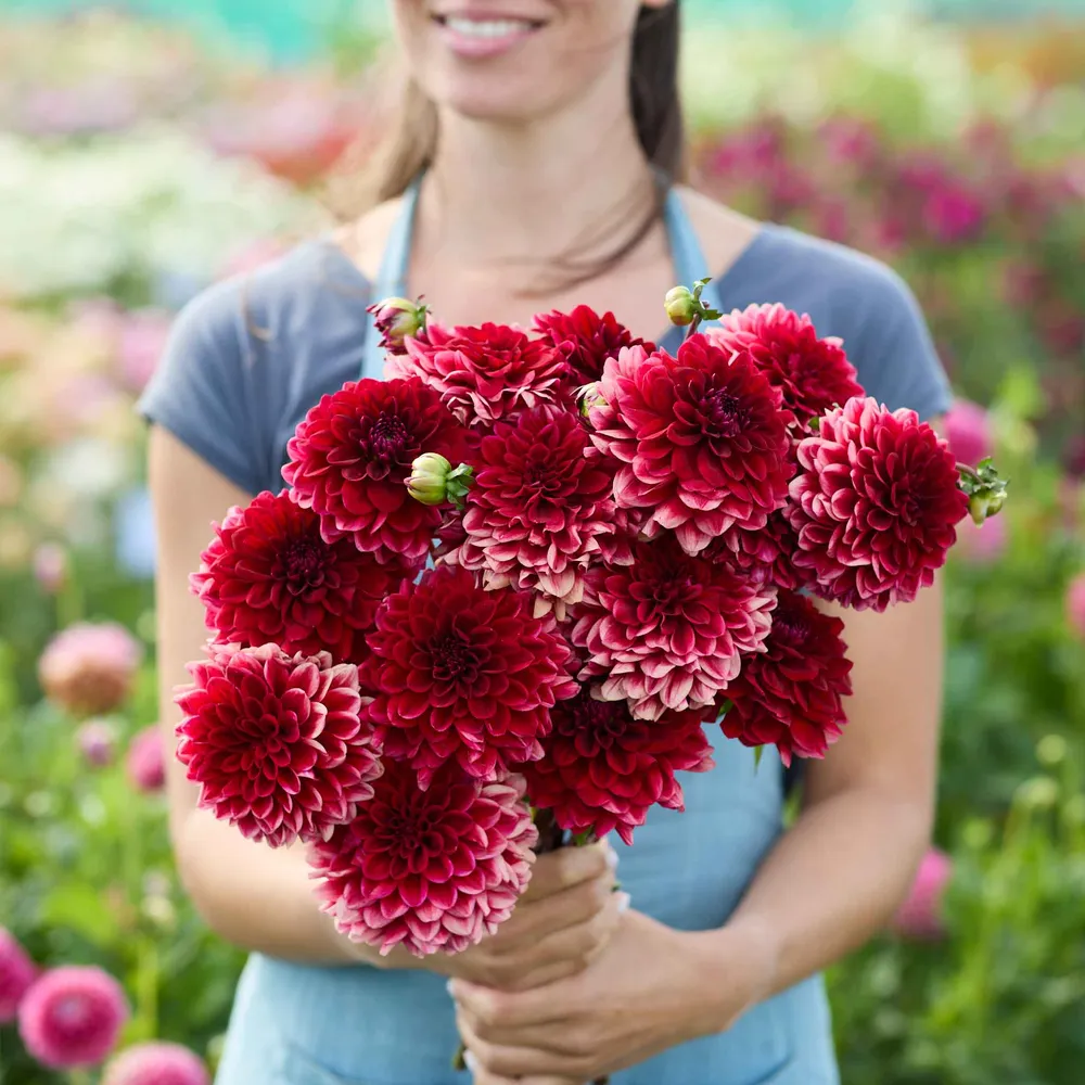VEGSOW Red Runner Decorative Dahlia Tubers - Vibrant Garden Flower Bulbs