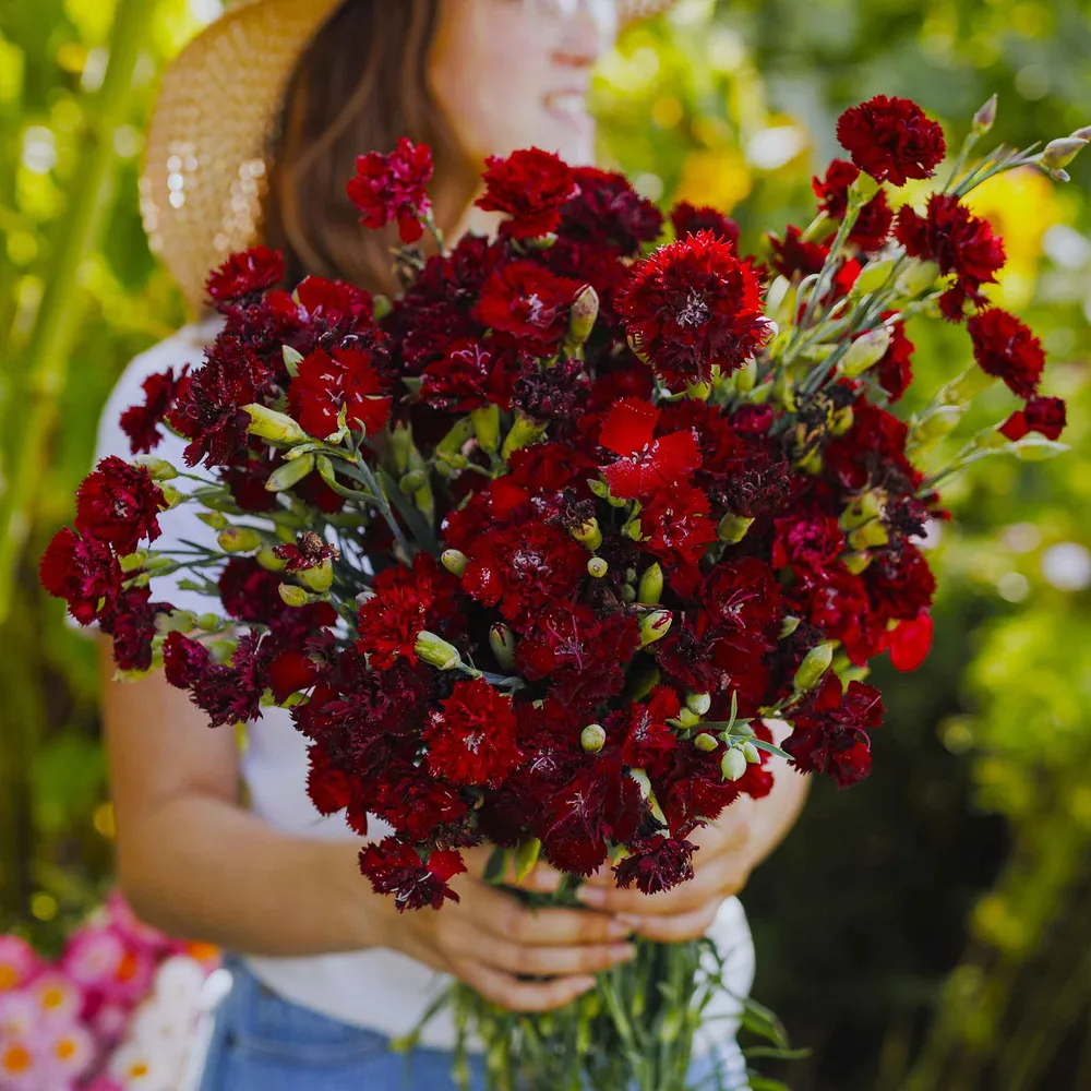 VEGSOW Carnation Seeds - Grenadin King of Blacks Heirloom Flower Seeds