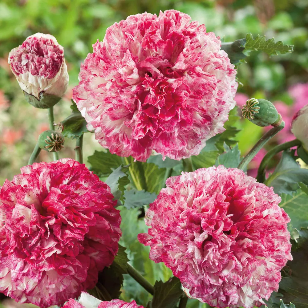 VEGSOW Poppy Peony Seeds - Antique Shades