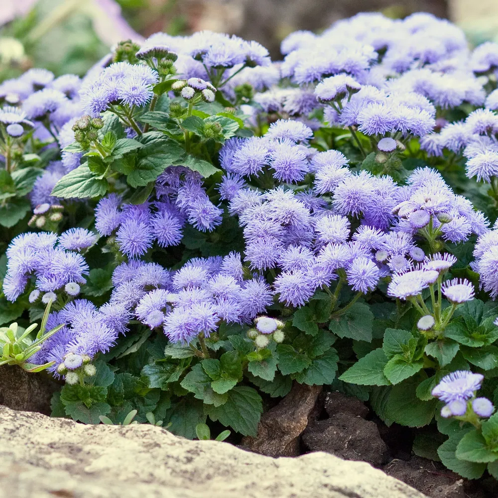 VEGSOW Ageratum Seeds (Dwarf) - Blue Mink