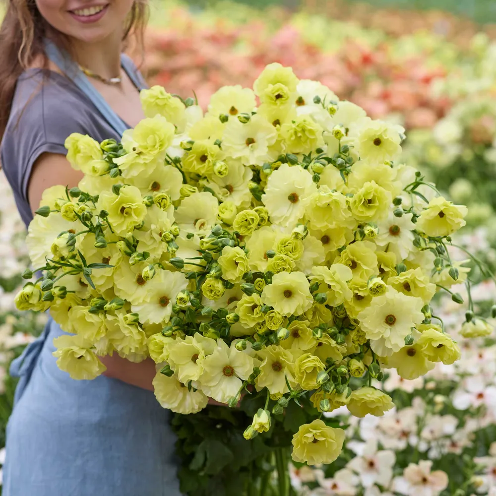 VEGSOW Butterfly Helios Ranunculus Bulbs - High-Viability Flower Corms