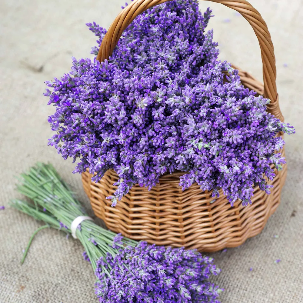 VEGSOW Lavender Seeds - High-Viability Heirloom Planting Seeds
