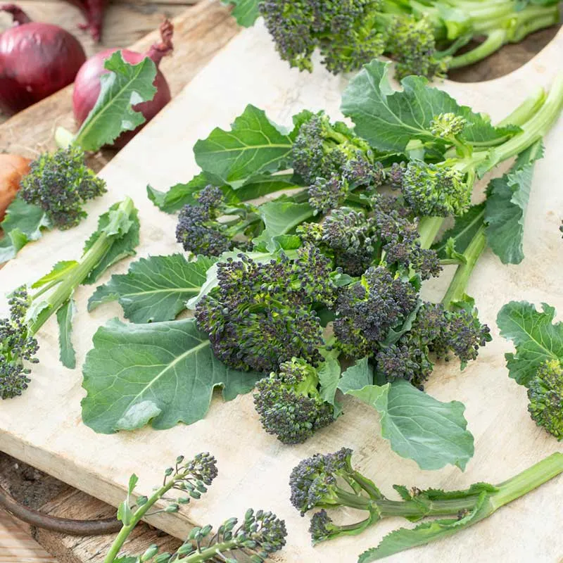 VEGSOW Purple Sprouting Broccoli Seeds - High Germination Rate Heirloom Seeds