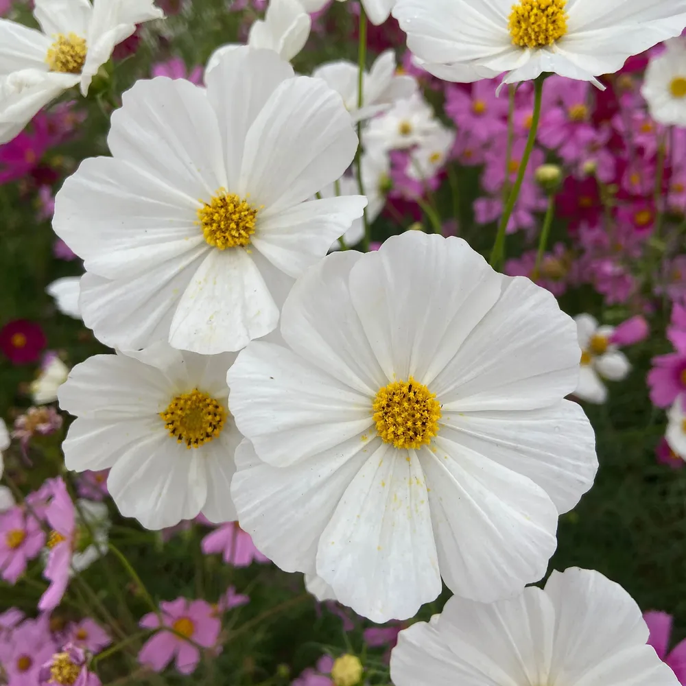 VEGSOW Cosmos Seeds - High Purity Flower Seeds