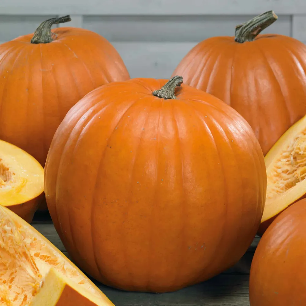 VEGSOW Pumpkin Seeds - Sugar Pie Variety
