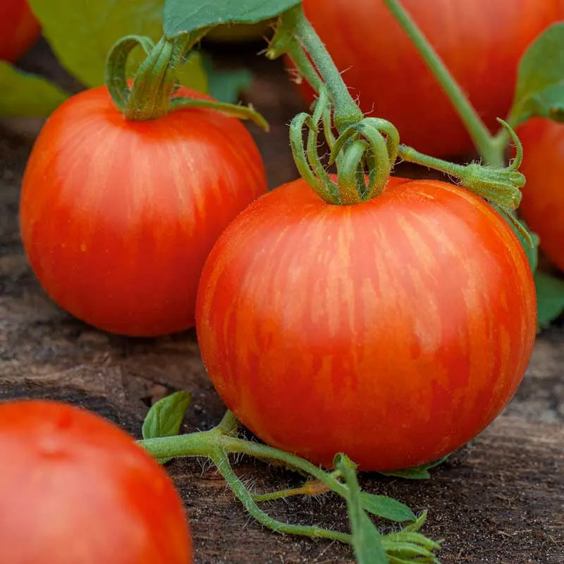 VEGSOW Tigerella Tomato Seeds - Heirloom Striped Tomato Variety