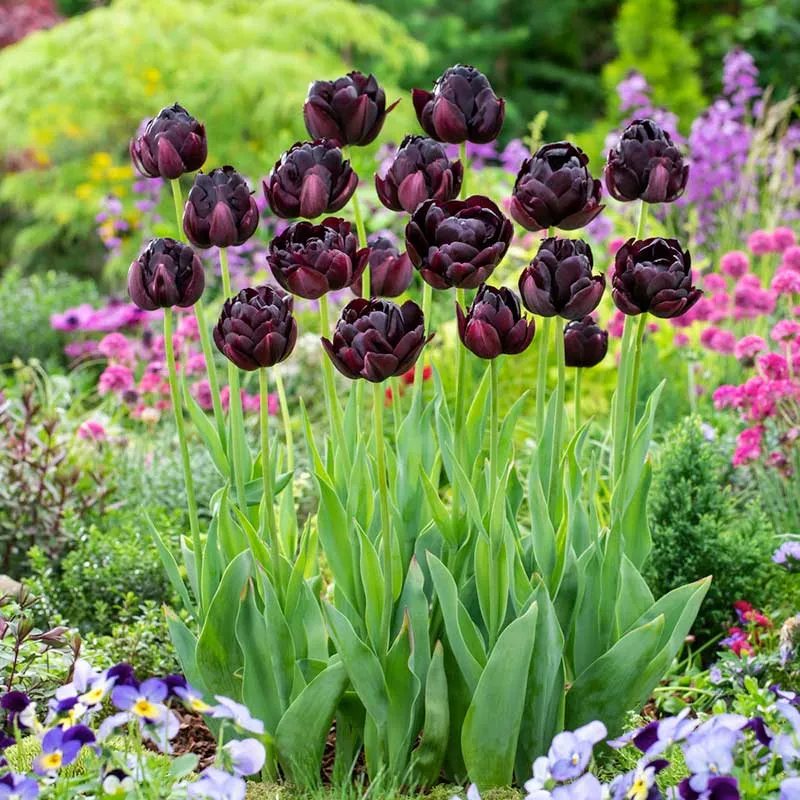 VEGSOW Black Hero Tulip Bulbs - Double Late Perennial Flower Bulbs