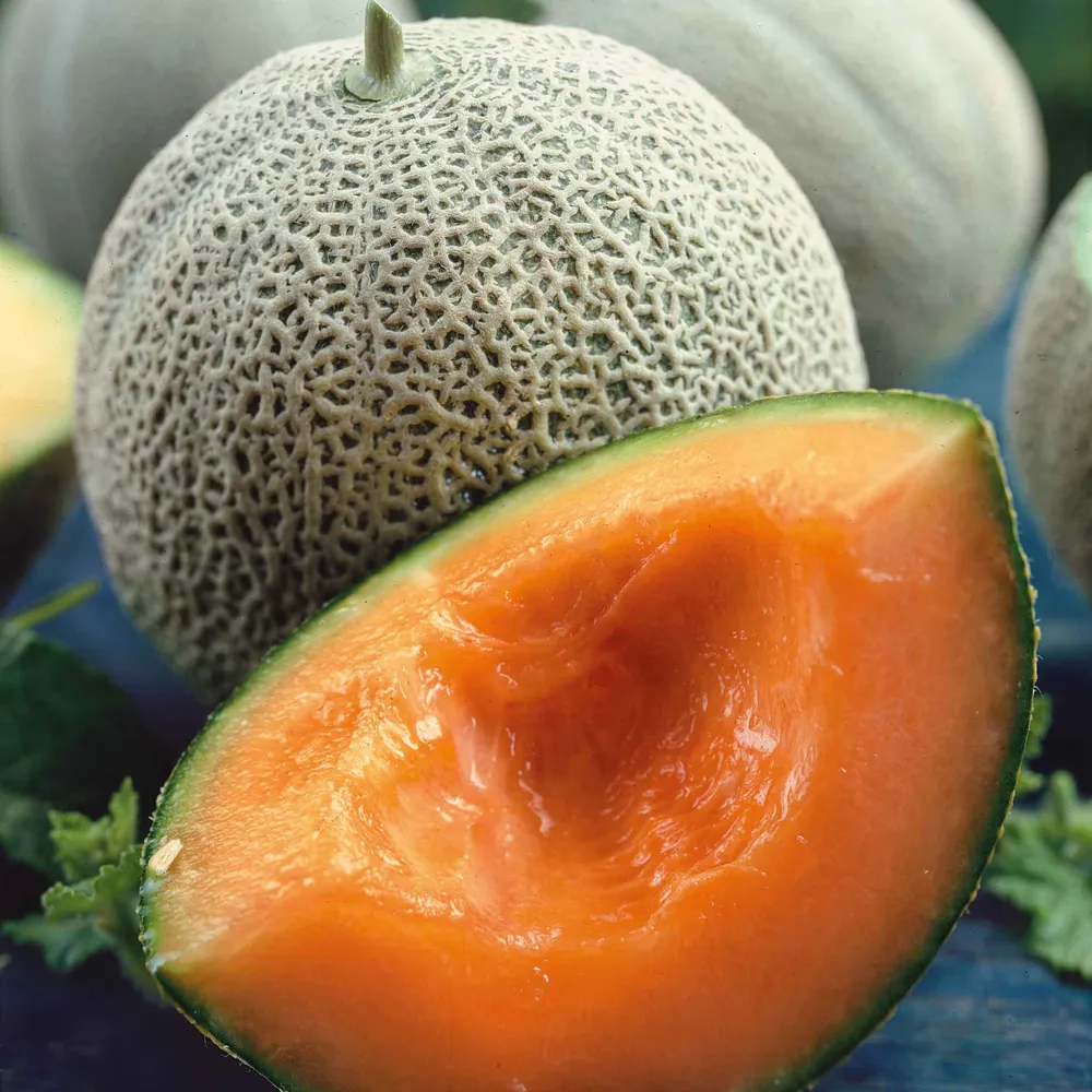 VEGSOW Organic Honey Rock Melon Seeds - Heirloom Variety for Home Gardening