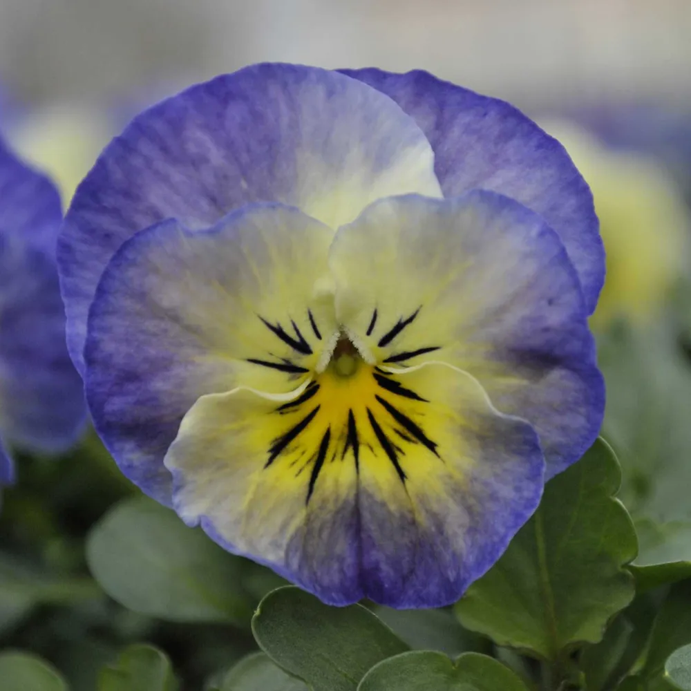 Sorbet XP Neptune Viola Seeds