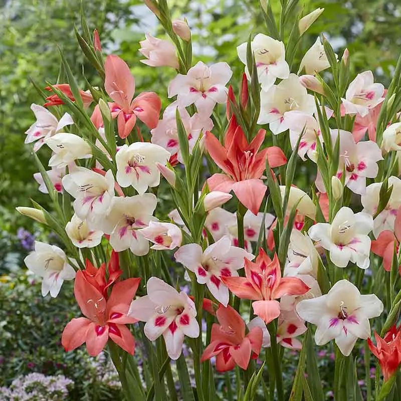 VEGSOW Gladiolus Nanus Hardy Dwarf Mix - Miniature Butterfly Gladiolus Seeds