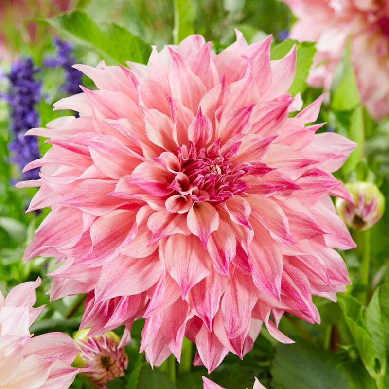 VEGSOW Cafe Au Lait Rose Dinnerplate Dahlia Tubers - Large Flowering Perennial Bulbs