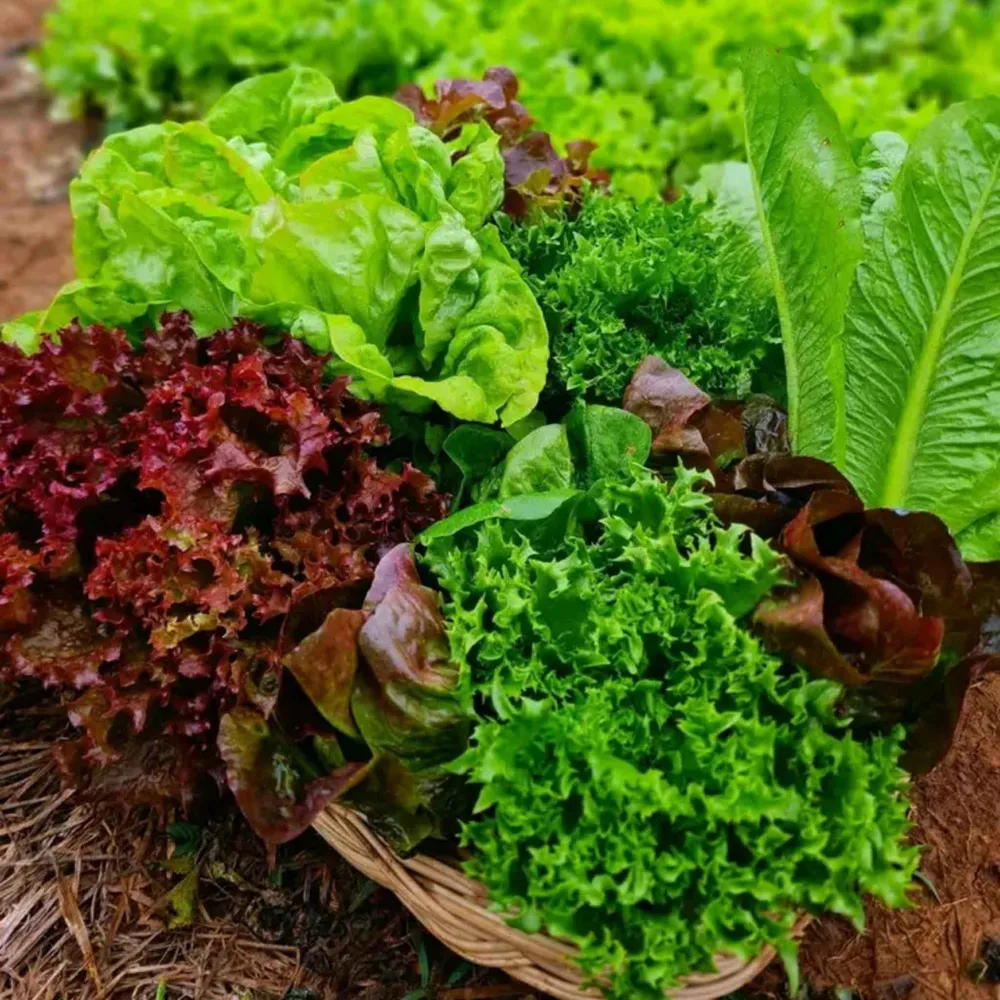 VEGSOW Organic Lettuce Seeds - Garden Blend for Home Gardening