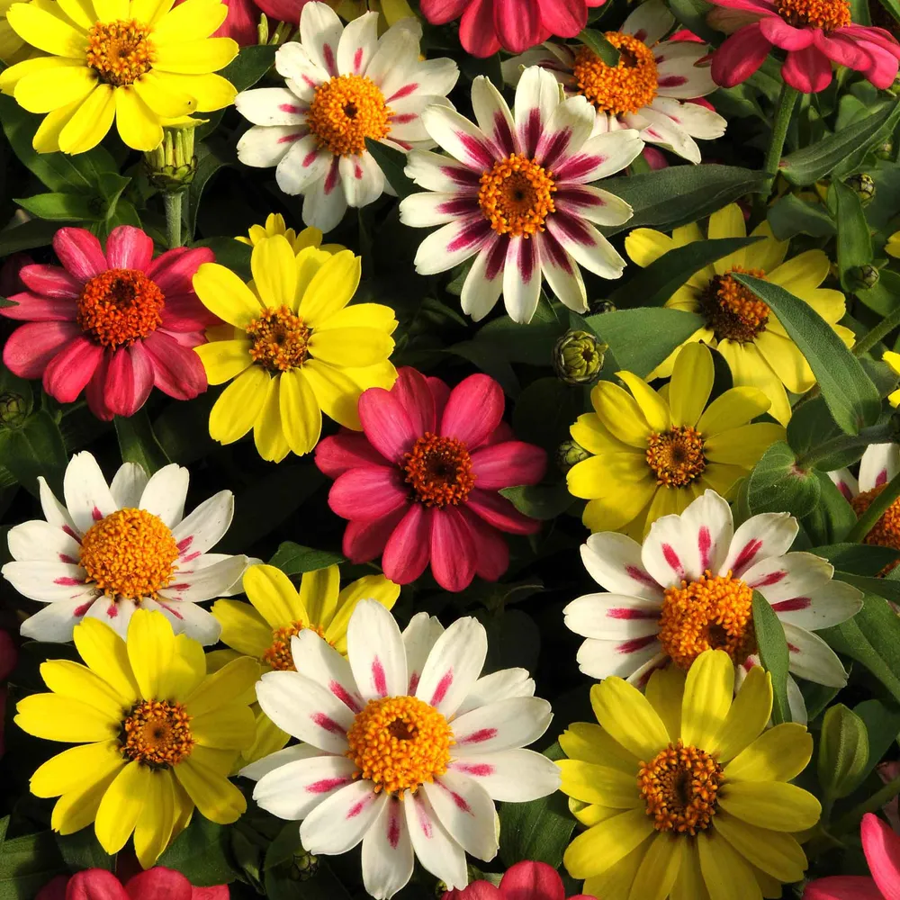 VEGSOW Zahara Raspberry Lemonade Zinnia Seeds - Heat-Tolerant Annual Flower Seeds