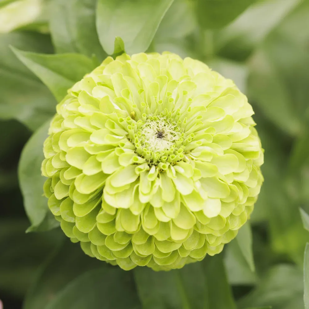 VEGSOW Tequila Lime Zinnia Seeds - Annual Heirloom Flower Seeds