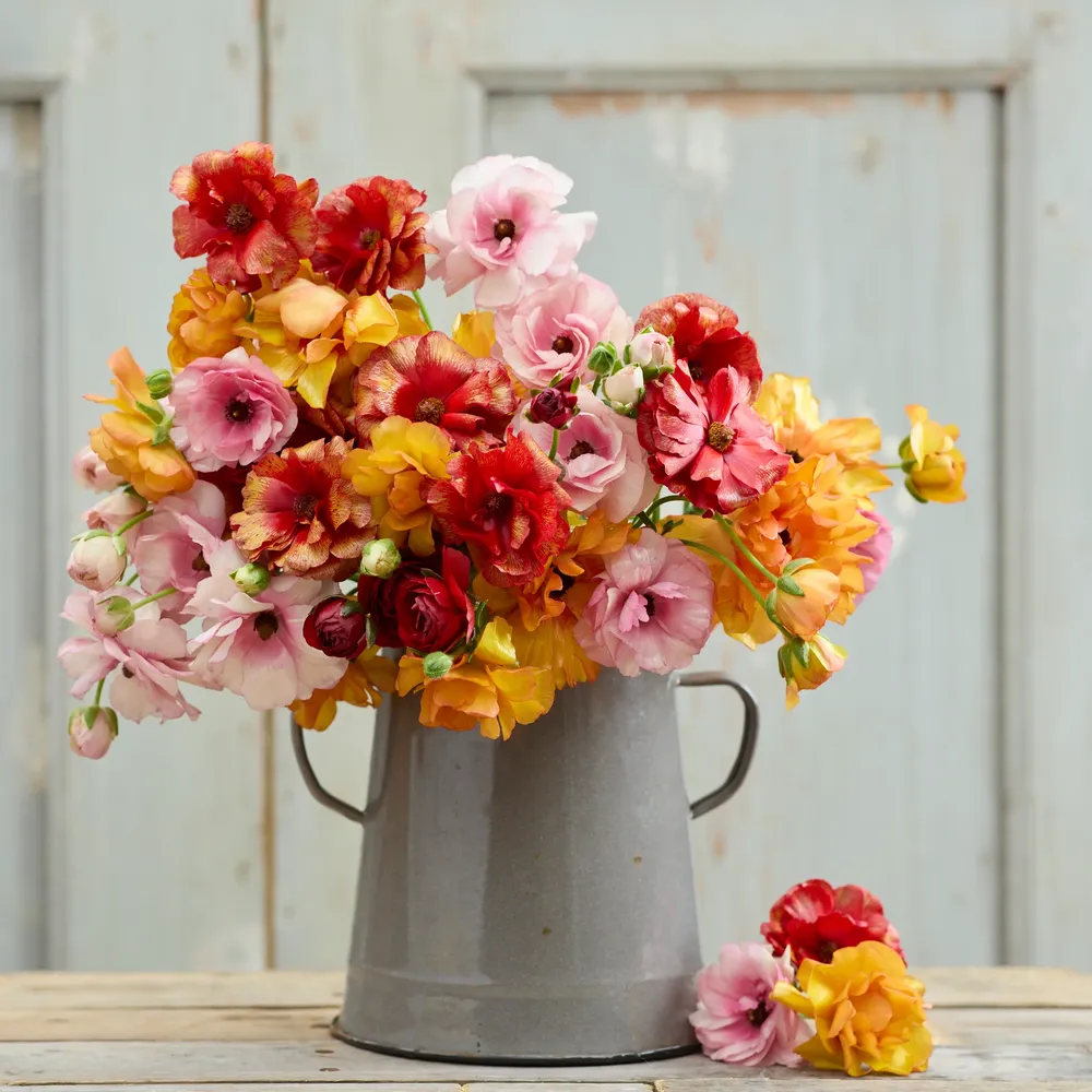 VEGSOW Ranunculus Bulbs - Butterfly Bright Mix