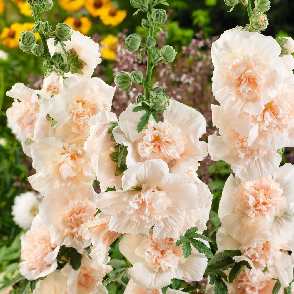 VEGSOW Hollyhock Seeds - Majorette Double Champagne Heirloom Flower Seeds