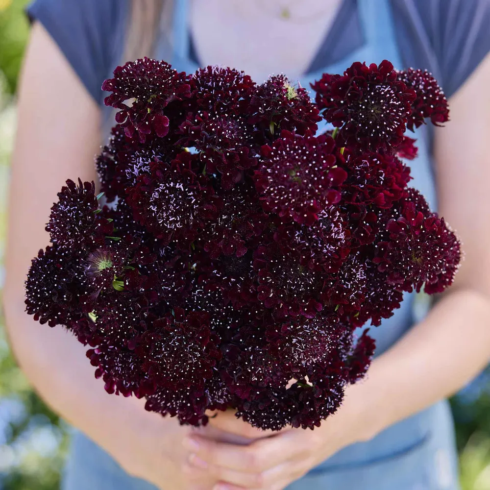 VEGSOW Scabiosa Seeds - Black Knight (Deep Maroon Pincushion Flower)