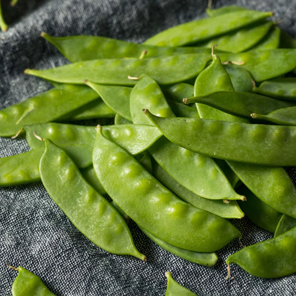 VEGSOW Dwarf Grey Sugar Pea Seeds - Heirloom Snow Pea Variety