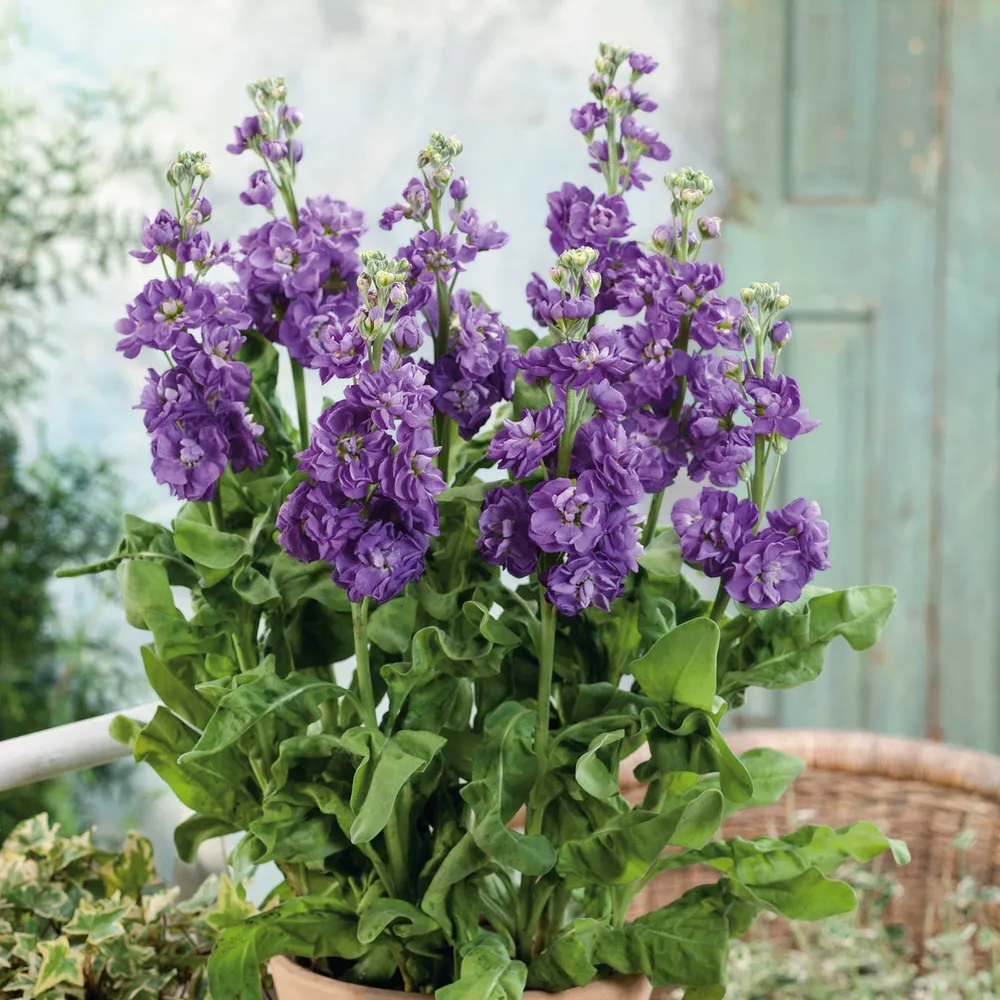 VEGSOW Miracle Blue Mid Pea Seeds - Reliable Germination Vegetable Planting Seeds